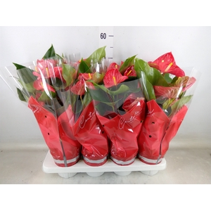 Anthurium andr. 'Casparo'