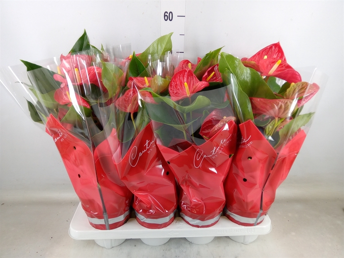 <h4>Anthurium andr. 'Casparo'</h4>
