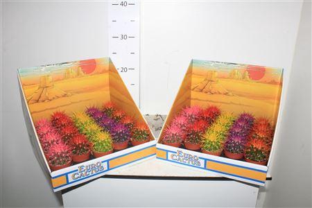 <h4>Echinoc Grusonii</h4>