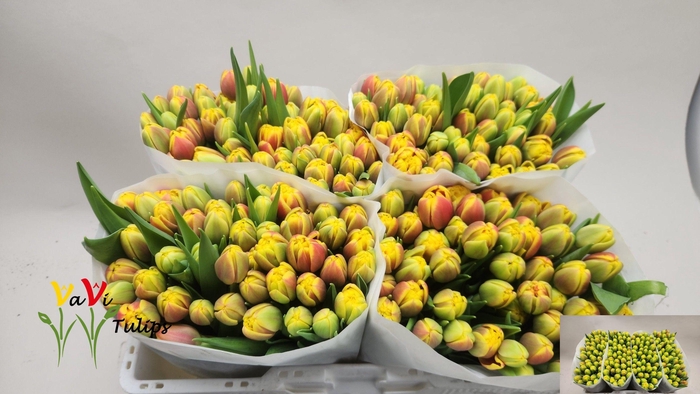 <h4>TU DU SHELL</h4>