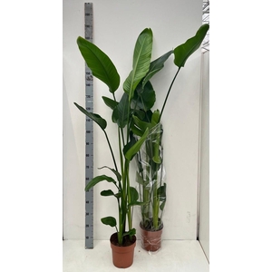 STRELITZIA NICOLAI