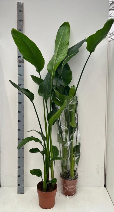 <h4>STRELITZIA NICOLAI</h4>