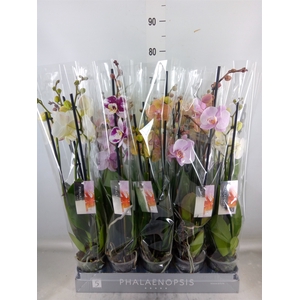 Phalaenopsis   ...mix  7