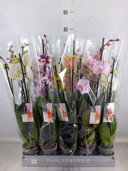 <h4>Phalaenopsis   ...mix  7</h4>