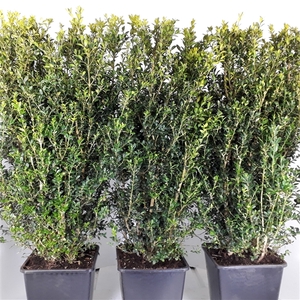 Buxus Sempervirens 80cm hegvorm