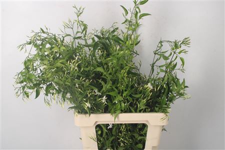 <h4>Jasmijnranken Per Bunch</h4>