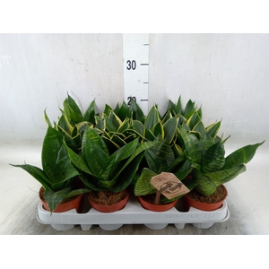 Sansevieria trifa. 'Hahnii'