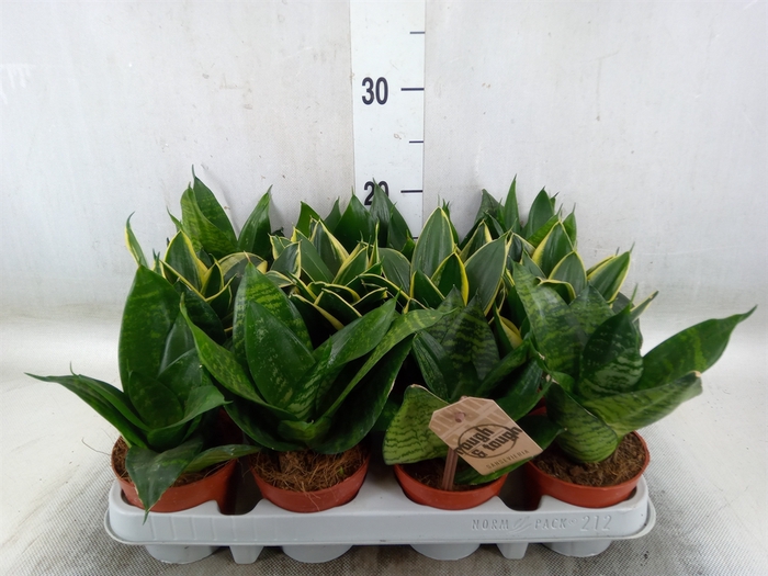 <h4>Sansevieria trifa. 'Hahnii'</h4>