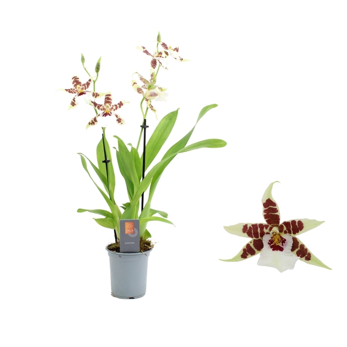 <h4>Inca Cambria Renaissance White 2 spike 9cm</h4>