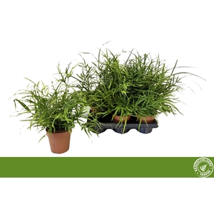 PTERIS OV
