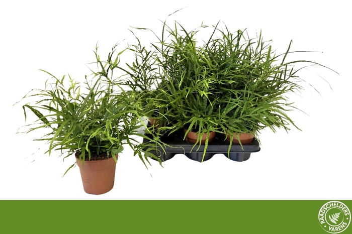 <h4>PTERIS OV</h4>