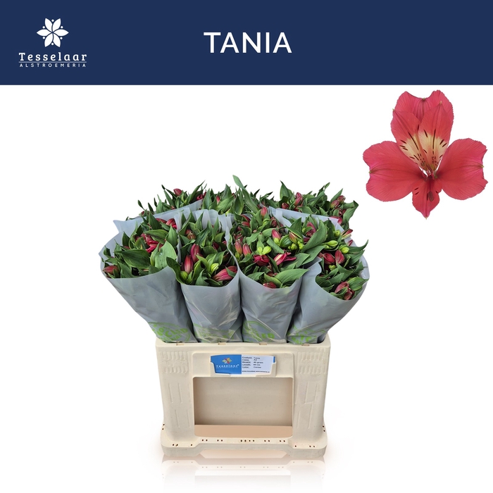 <h4>ALSTR TANIA</h4>