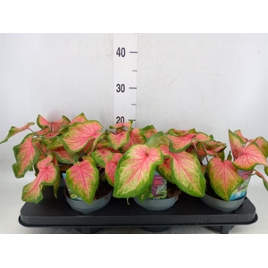 Caladium  'Bicolor Sweetheart'