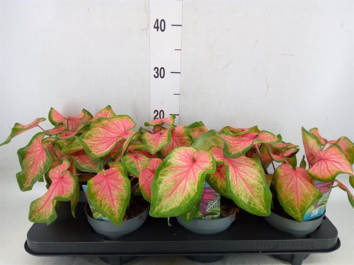 <h4>Caladium  'Bicolor Sweetheart'</h4>