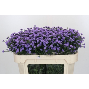 Aster Baby Blue