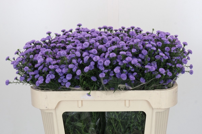<h4>Aster Baby Blue</h4>