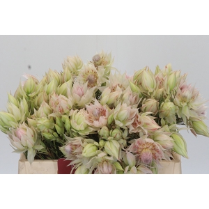 Blushing Bride 1/3 Flowers