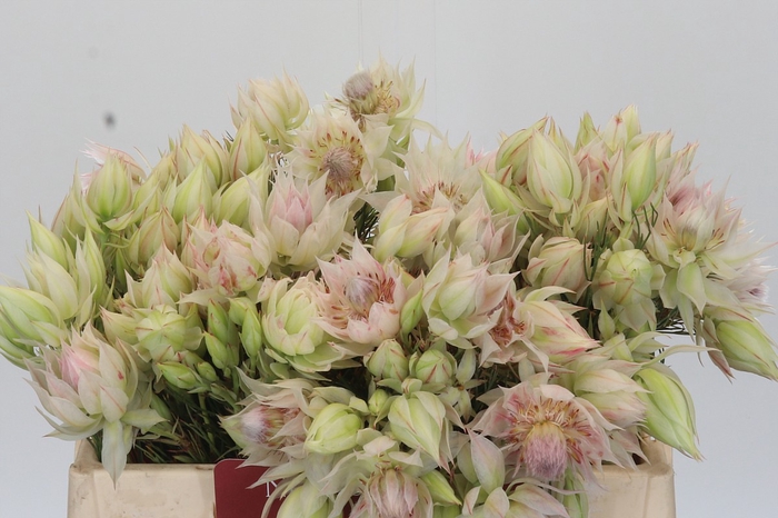 <h4>Blushing Bride 1/3 Flowers</h4>