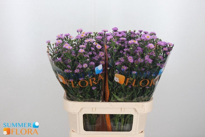 <h4>AST PAINTED LADY</h4>