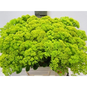 Sedum Geel