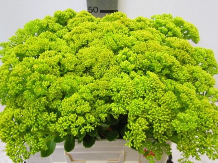 <h4>Sedum Geel</h4>