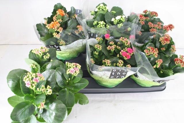 <h4>KAL GE GEM 5 KL</h4>