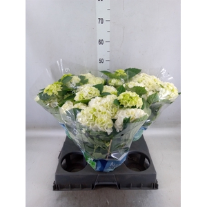 Hydrangea mac. 'Wudu'