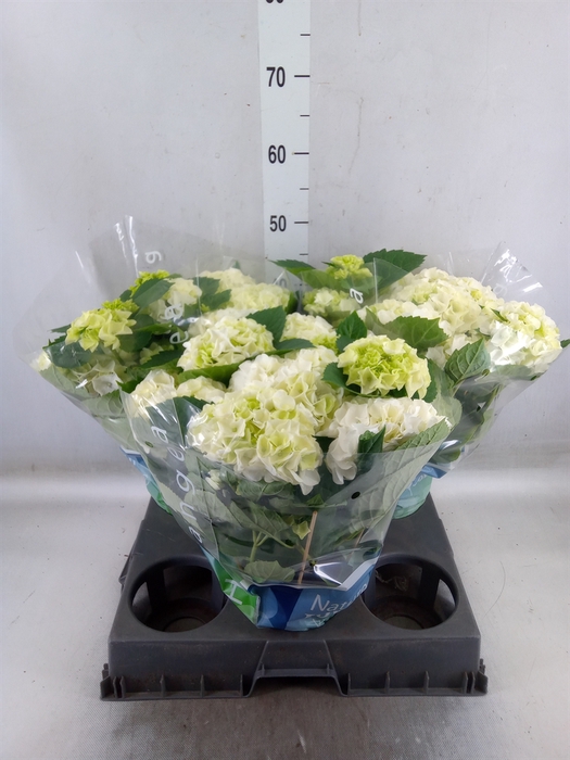 <h4>Hydrangea mac. 'Wudu'</h4>