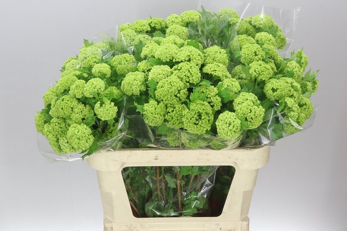 <h4>Viburnum Roseum</h4>
