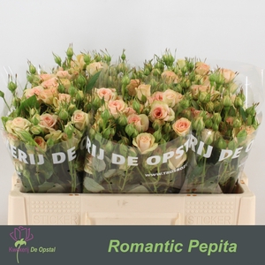 R TR ROMANTIC PEPITA