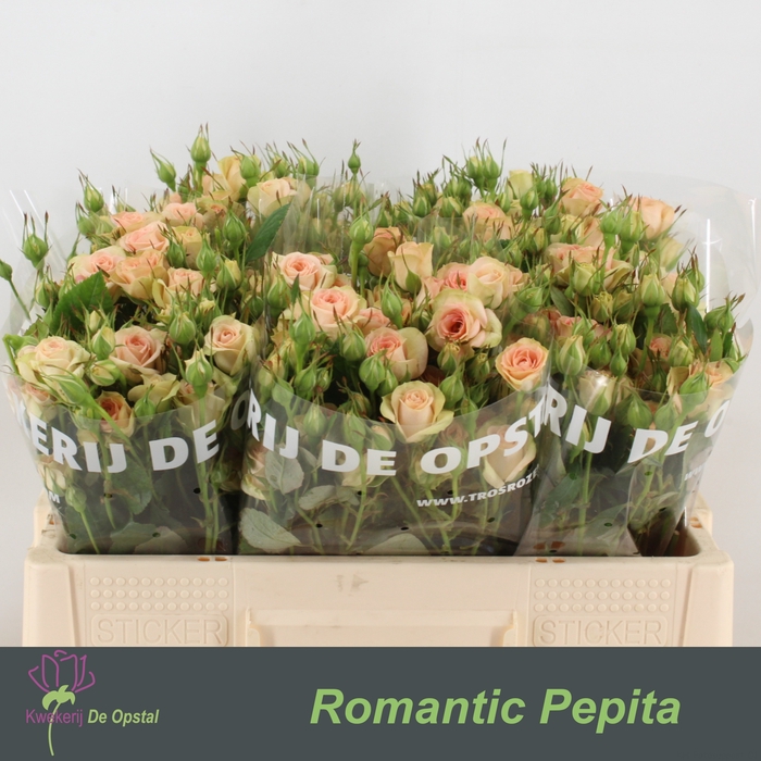 R tr Romantic Pepita