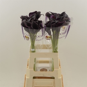 Calla Odessa
