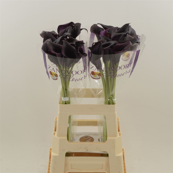 <h4>Calla Odessa</h4>
