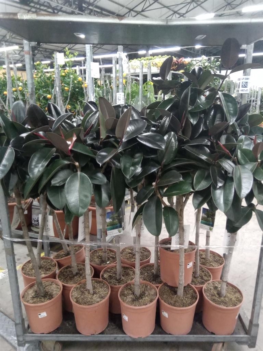 <h4>Ficus   ...</h4>