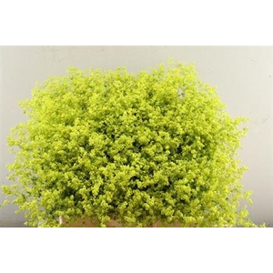 Alchem M Robustica