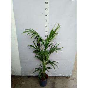 Howea forsteriana