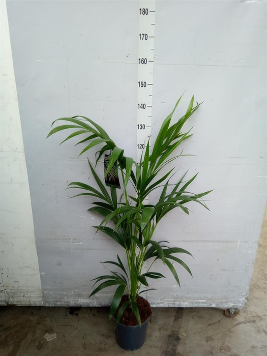 <h4>Howea forsteriana</h4>