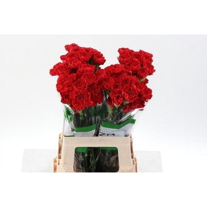 Dianthus st red