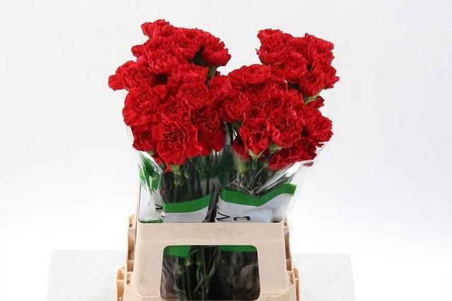 <h4>Dianthus st red</h4>