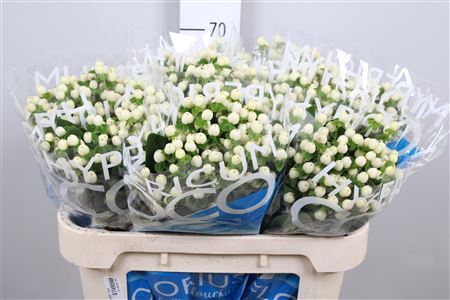 <h4>Hyp Coco Uno</h4>