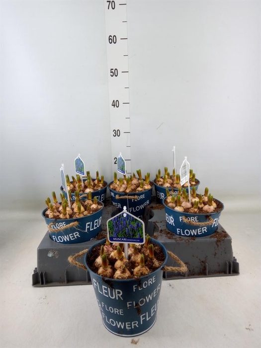 <h4>Arr. Muscari L%</h4>