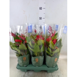 Anthurium  'Banderola Lava'