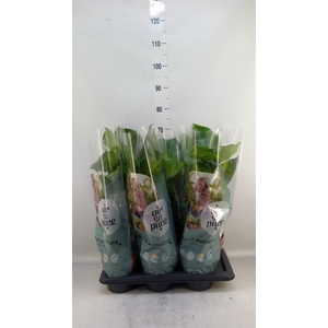 Monstera delic.