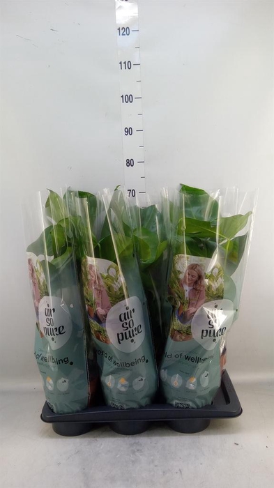 <h4>Monstera delic.</h4>