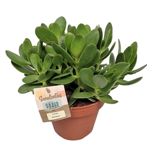 CRASS NU PLATYPHYLLA