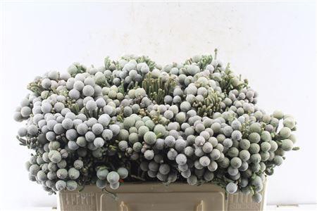 <h4>Kaaps Silver Brunia</h4>