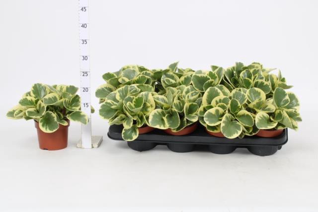 <h4>PEP OBT VARIEGATA</h4>