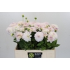 Dahlia Eveline