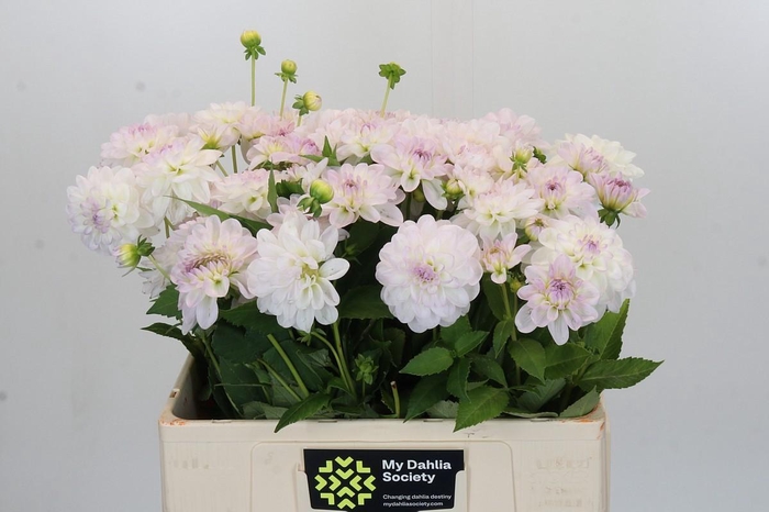 Dahlia Eveline