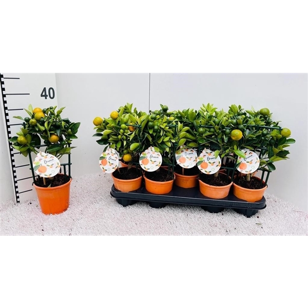 <h4>Citrus Calamondin rack/trellis</h4>